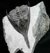 Very Rare Megistaspidella Trilobite From Norway #11829-1